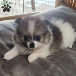 Peanut-Toy, Pomeranian Puppy